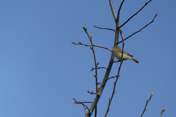Vogelwandeling in Maasheggen Beugen onder begeleiding van IVN-gidsen