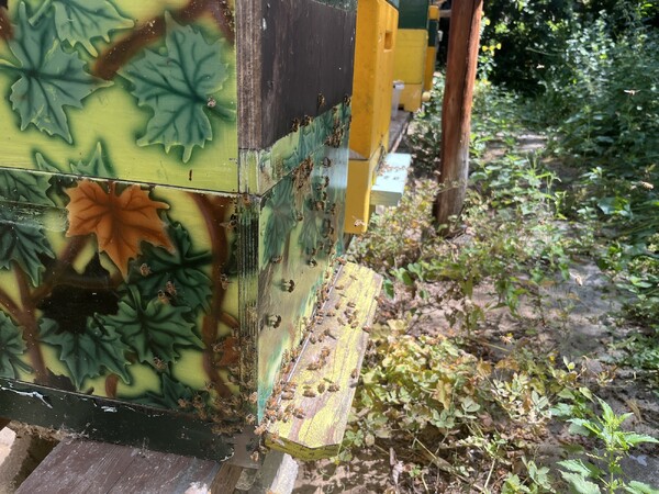 Bijen bij de ingang van de kast (foto: Gerjan Cluistra)