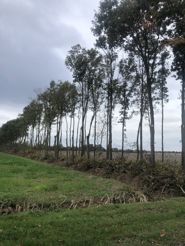 Bomen toegetakeld in Vierlingsbeek: 'Zijn nog net geen bolacacia's'