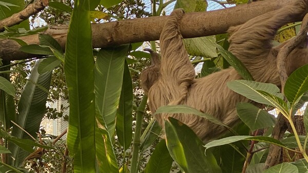 Luiaard overleden in ZooParc Overloon