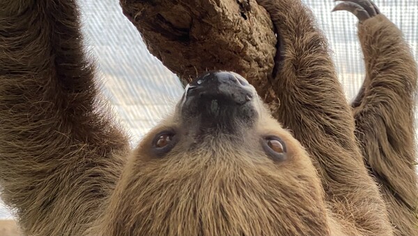 Luiaard overleden in ZooParc Overloon