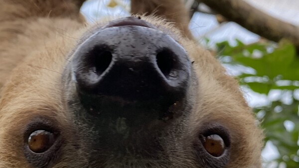 Luiaard overleden in ZooParc Overloon