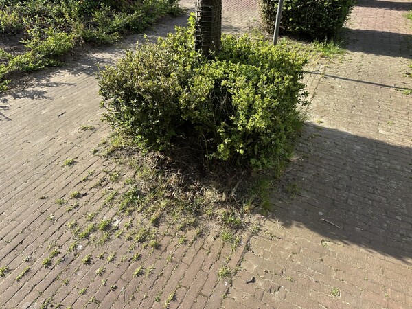 Buurt klaagt over vervuild hofje in beschermd stadsgezicht Grave