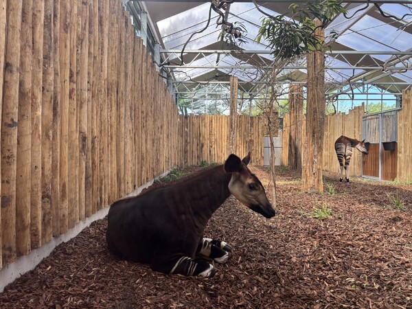 Een okapi die in het nieuwe expeditiegebied (foto: ZooParc Overloon)
