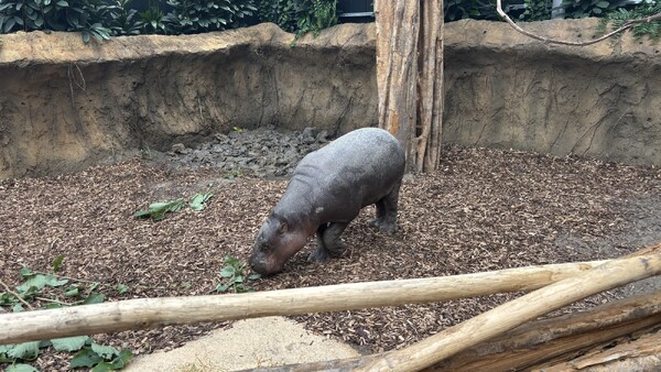 Dwergnijlpaard in Ngyuwe (foto: ZooParc Overloon)