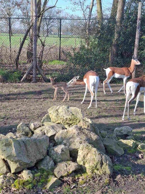 foto: ZooParc Overloon