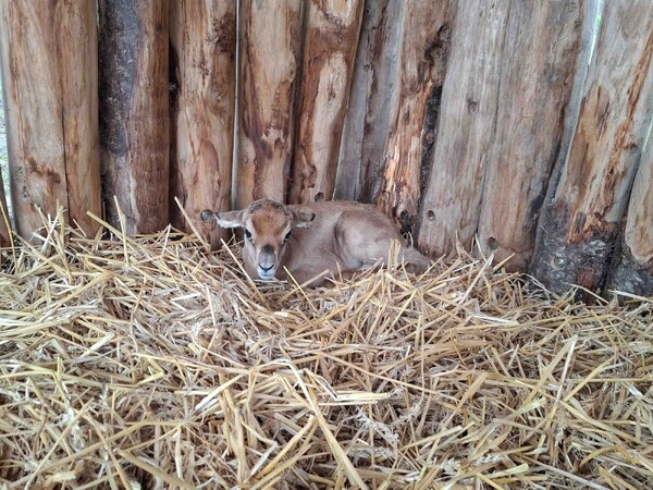 foto: ZooParc Overloon