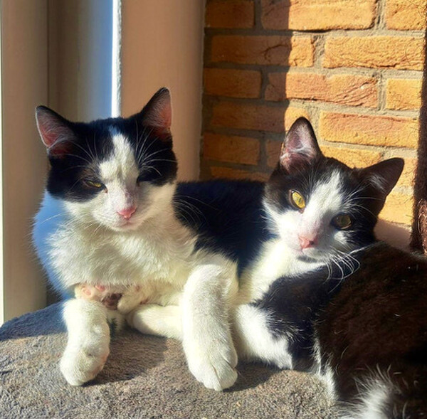 Juno & Jax: asieldieren van de week.