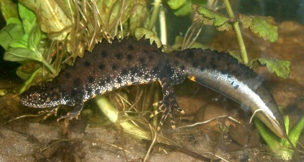 Ecologische Autoriteit vraagt extra onderbouwing voor kamsalamander in Oeffelter Meent