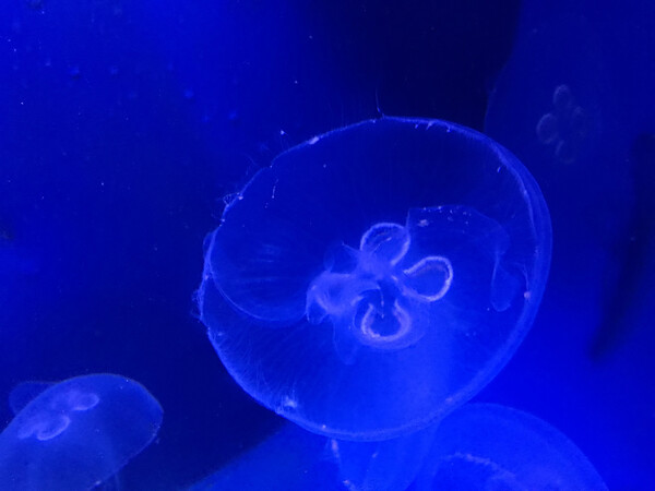 Zeldzame zoetwaterkwal gespot in open wateren van Land van Cuijk