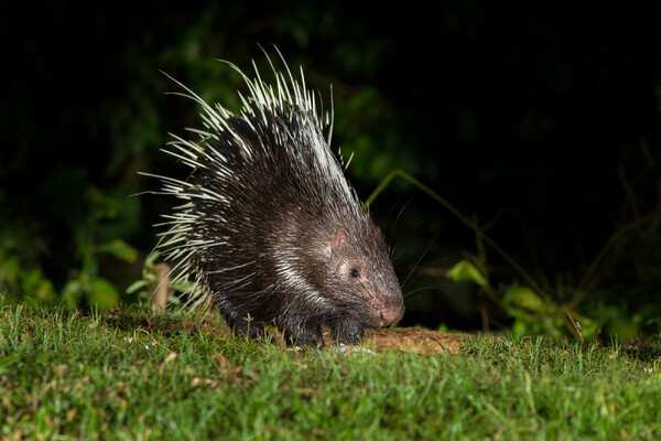 Foto: ZooParc Overloon