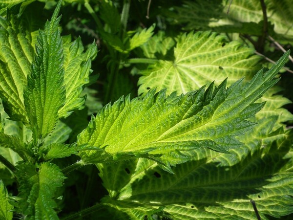 Gemeente LvC zet in op omvorming groen