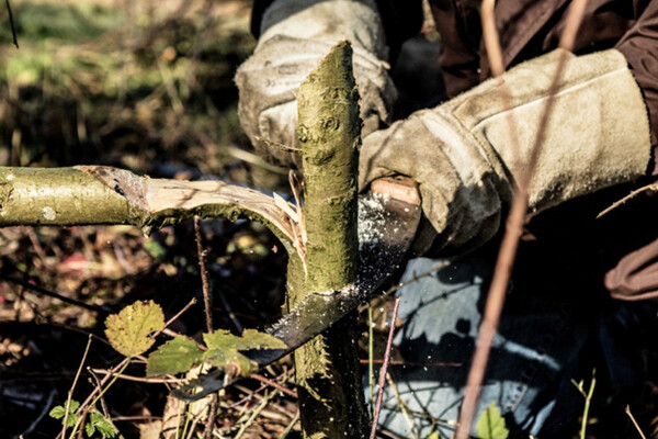 Foto: NK Maasheggen vlechten