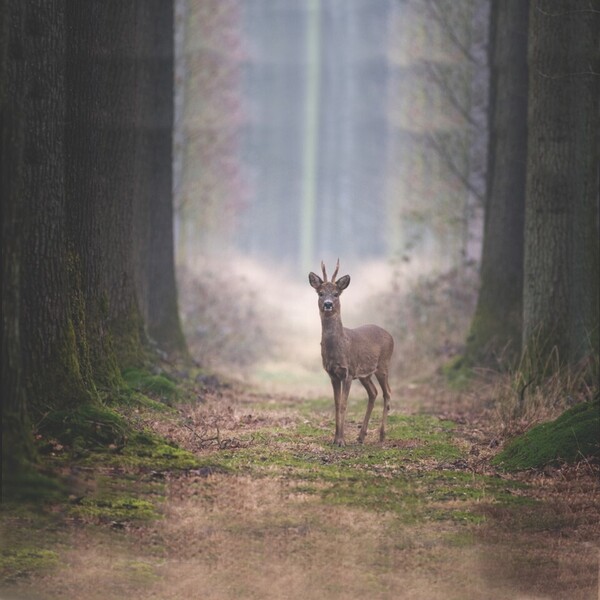 Winterse natuurwandeling op Tongelaar