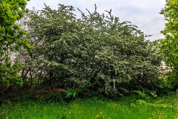 foto: Dominicus Johannes Bergsma 