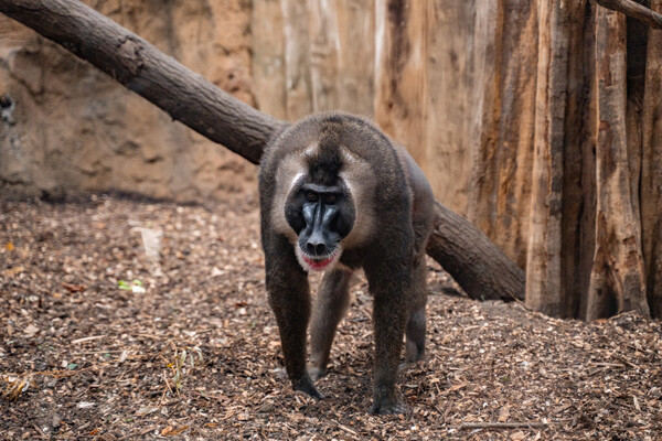ZooParc Overloon nadert 250.000 bezoekers en sluit jubileumjaar af met actie