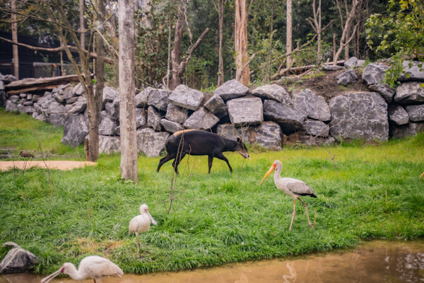 ZooParc Overloon nadert 250.000 bezoekers en sluit jubileumjaar af met actie
