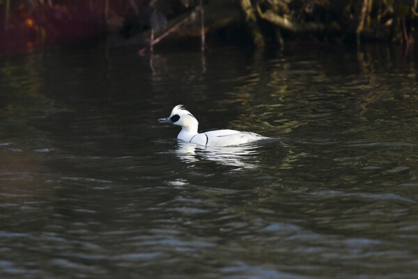 Foto: Hans Stoelwinder / Nonnetje op de Kraaijenbergse Plassen 