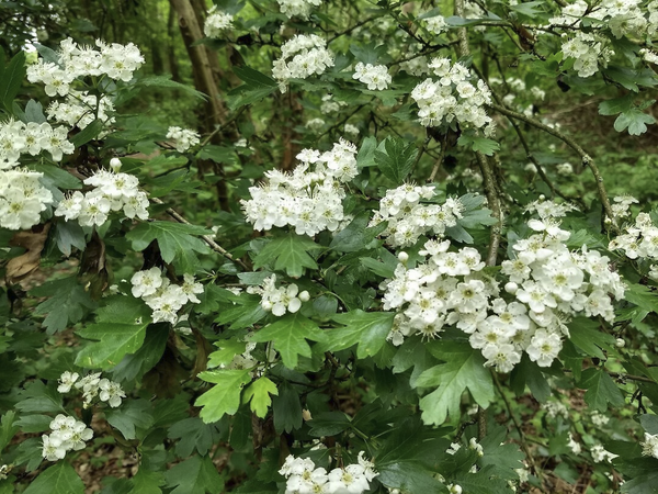 Wandelen door de Middelsteegse weiden