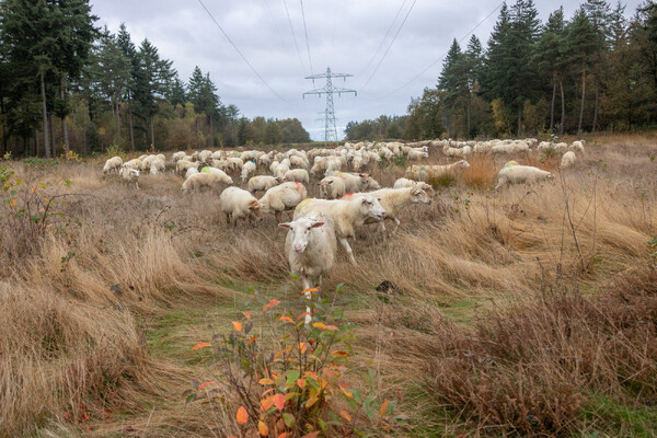 Foto: Albert Hendriks