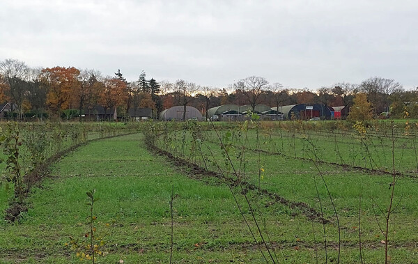 Nieuw bos in Langenboom