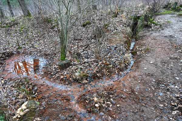 Op zoek naar de waterbron in de Reekse bossen