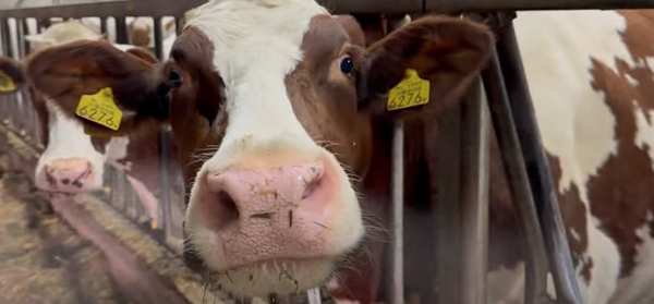 Boeren in Land van Cuijk tonen trots tijdens Verlichte Boerderijroute te midden van krimp veehouderij