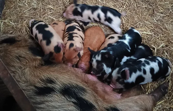 Jonge biggetjes op Radioweide – foto: radioweide.nl