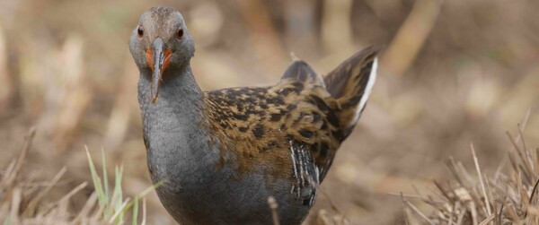 Foto: Stil Een Duurzaam Duel