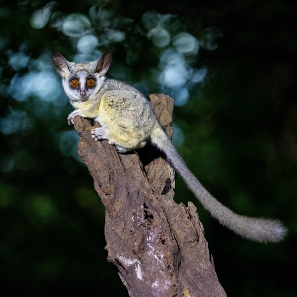 Foto: ZooParc Overloon
