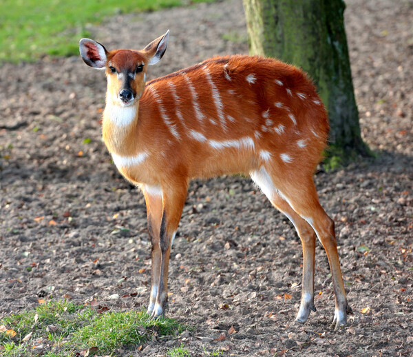 Foto: ZooParc Overloon