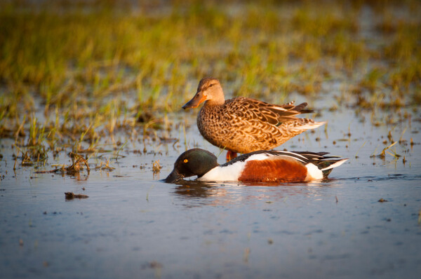Wintervogels kijken bij de Kraaijenbergse Plassen