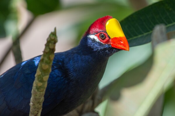 Foto: ZooParc Overloon