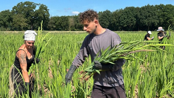  Rood blijft favoriet: tienduizenden gladiolen uit Land van Cuijk voor Vierdaagse