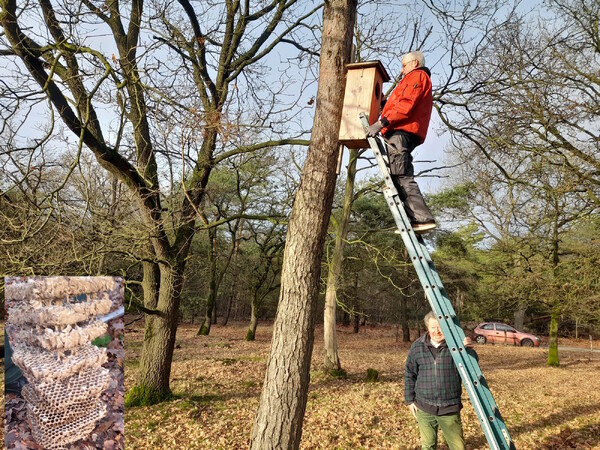 Tiny de Man (boven) en Huub Thoonen. Inzetje: het restant van het nest.