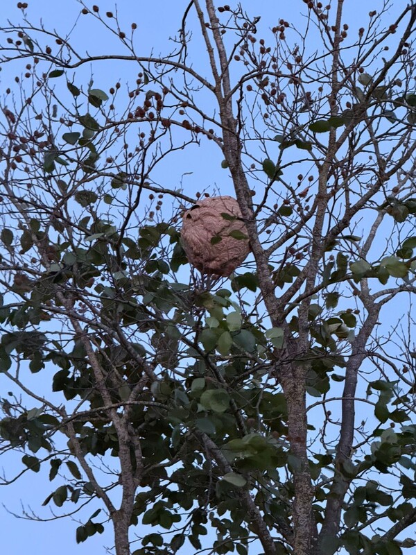 Foto: Aziatische hoornaarnest in Grave