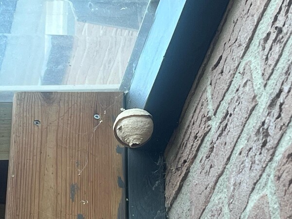 Foto: Christ Raaijmakers (Een beginnend nest)