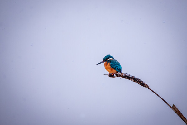 Voor natuurfotograaf Jesper Oosterlaak mag het nog wel een tijdje blijven sneeuwen: 'De winter is mijn favoriete seizoen'