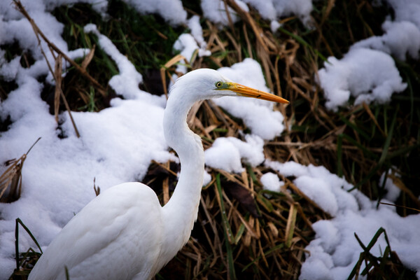 Voor natuurfotograaf Jesper Oosterlaak mag het nog wel een tijdje blijven sneeuwen: 'De winter is mijn favoriete seizoen'