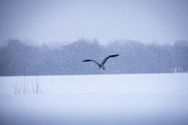 Voor natuurfotograaf Jesper Oosterlaak mag het nog wel een tijdje blijven sneeuwen: 'De winter is mijn favoriete seizoen'