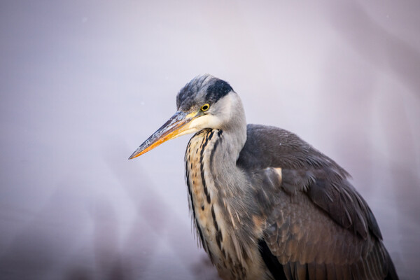 Voor natuurfotograaf Jesper Oosterlaak mag het nog wel een tijdje blijven sneeuwen: 'De winter is mijn favoriete seizoen'