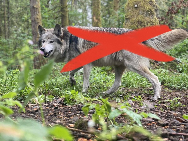 Getuige Wolf in Rijkevoort meldt zich met rectificatie