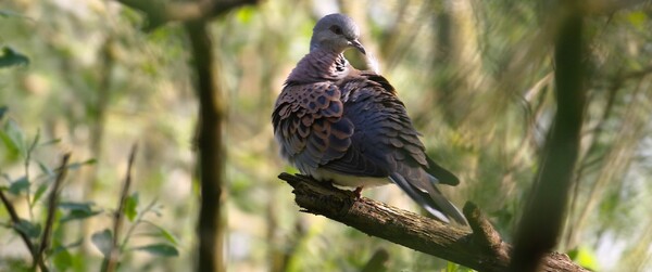 Foto: Stil Een Duurzaam Duel