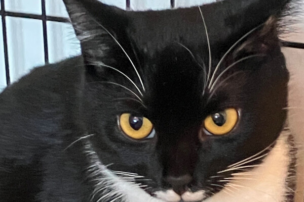 Jonge kat Jessica zoekt nieuw thuis