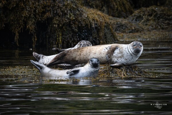 Vanuit Oeffelt door Europa: Zeehonden, rendieren en zeearenden op zijn pad