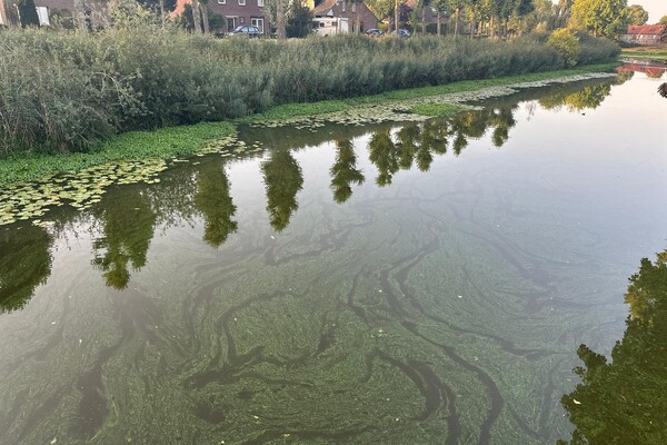 Ecoloog Bart Brugmans adviseert voorzichtigheid bij zwemwater door blauwalgen