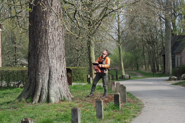 ​Jaarlijkse boomveiligheidscontrole in gemeente Land van Cuijk