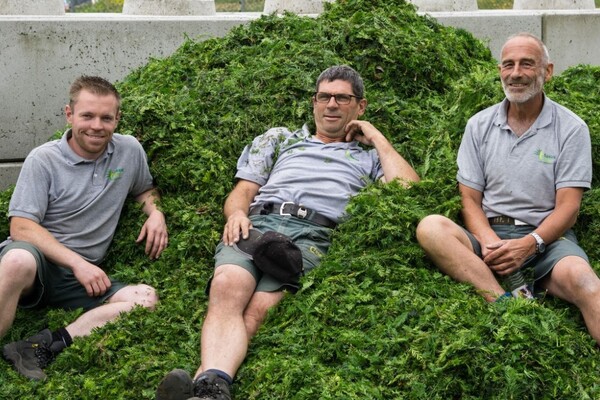 Taxusinzameling voor kankermedicijn stopt: 'We hebben iets moois opgebouwd'