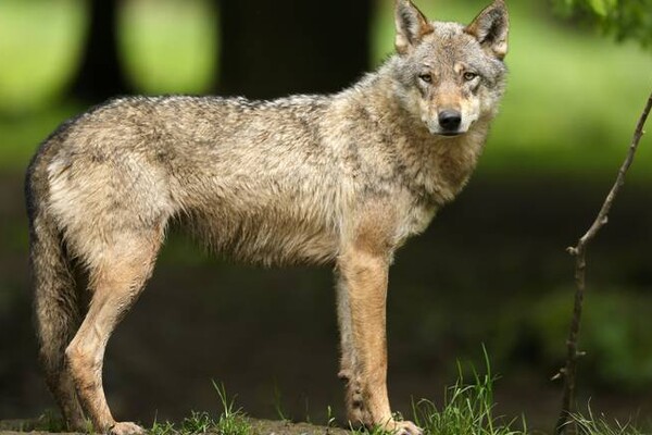 BBB-Statenlid verspreidt nepverhaal wolvenaanval: 'Kreeg het doorgestuurd'