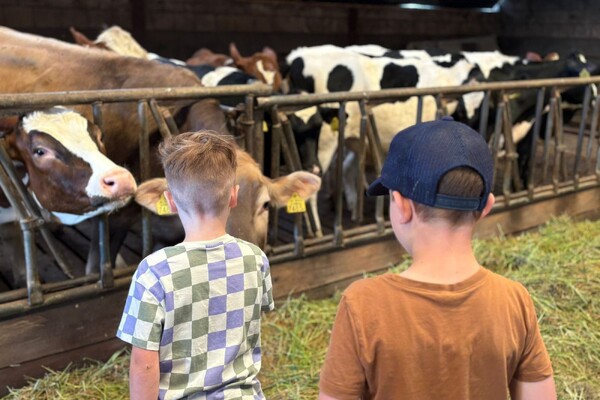 Onzekerheid over stikstofregels kan gevolgen hebben voor boeren Land van Cuijk